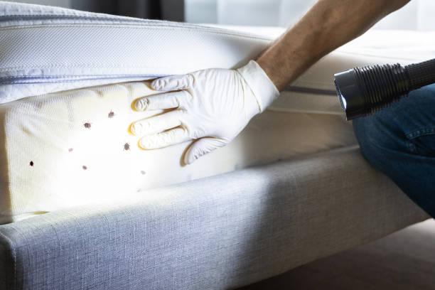 Best Affordable Pest Control Services  in Cape Carteret, NC