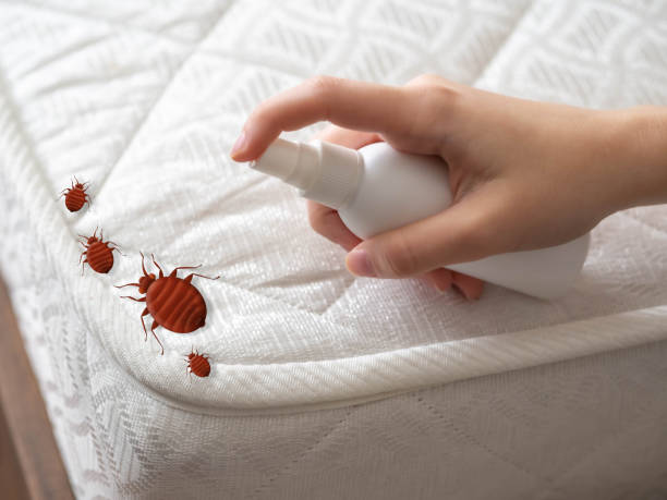 Insect Control in Cape Carteret, NC