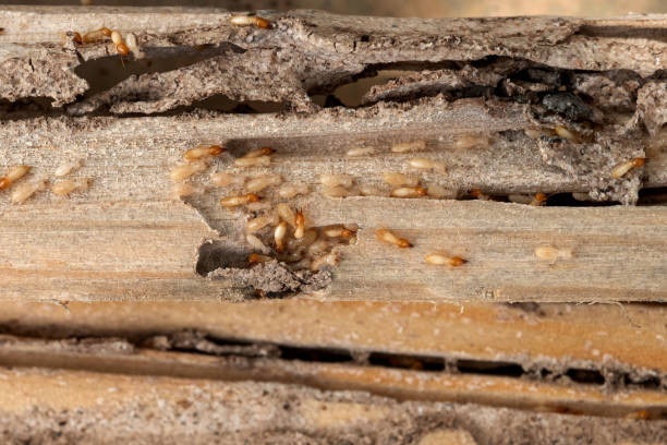 Professional Pest Control in Cape Carteret, NC
