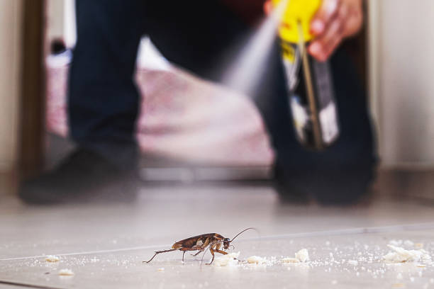 Best Mosquito Control Services  in Cape Carteret, NC